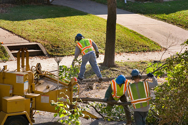 How Our Tree Care Process Works  in Bayview, CA